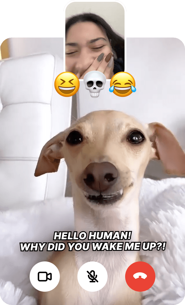 Live call with an italian greyhound — Talk live with your pet